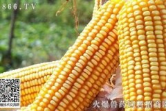 玉米价格最新行情：亳州玉米冷静观市，卯足精神说再见——涨跌随风