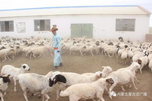 三羊品牌的原型是什么