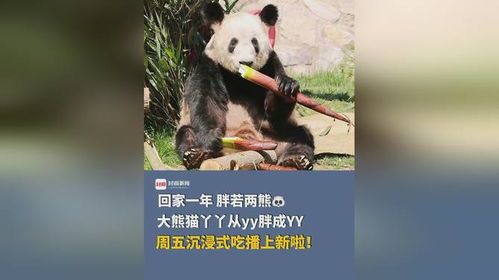 丫丫回家一年从YY胖成YY