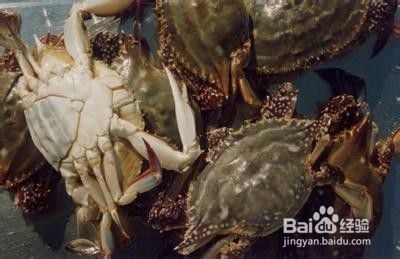 巨大拟滨蟹
