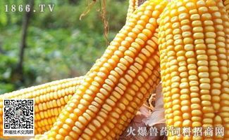 玉米价格最新行情:亳州玉米冷静观市,卯足精神说再见——涨跌随风 玉米价格最新行情亳州玉米